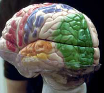 Modell des Gehirns, linke Hälfte der Sehrinde grün markiert