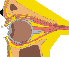 Longitudinal section through the eye and external eye muscles