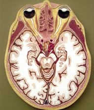 Cross section of the brain