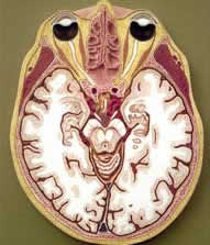 Querschnitt durch das Gehirn